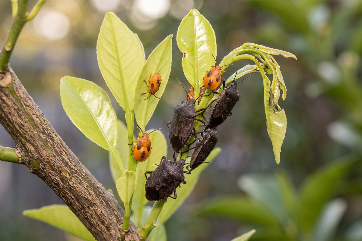 Bronze orange stink bugs, dark adults and orange nymphs, clustered on new lime tree shoots