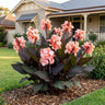 Bronze Peach Canna