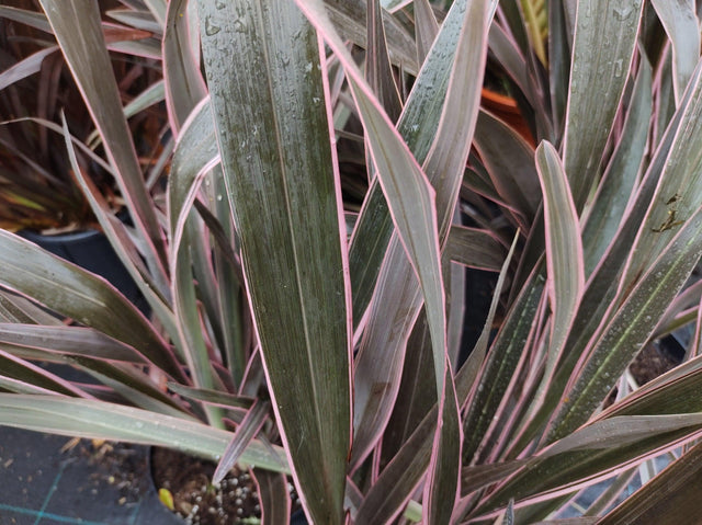 Bronze Warrior Flax - Phormium 'Bronze Warrior' - Brisbane Plant Nursery