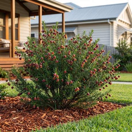 Brown Boronia (Boronia megastigma)