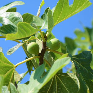 Brown Turkey Fig Tree