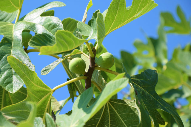 Brown Turkey Fig Tree - Ficus carica 'Brown Turkey' - Brisbane Plant Nursery