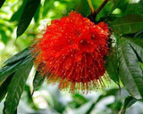 Brownea Hybrid - Brownea grandiceps × macrophylla - Brisbane Plant Nursery