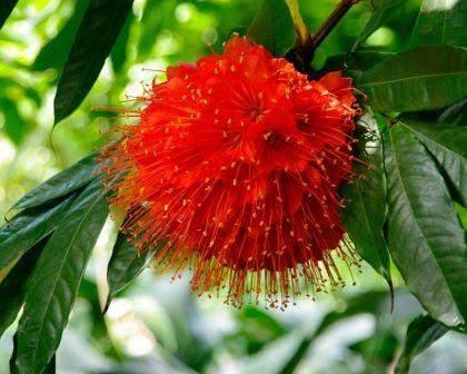 Brownea Hybrid - Brownea grandiceps × macrophylla - Brisbane Plant Nursery