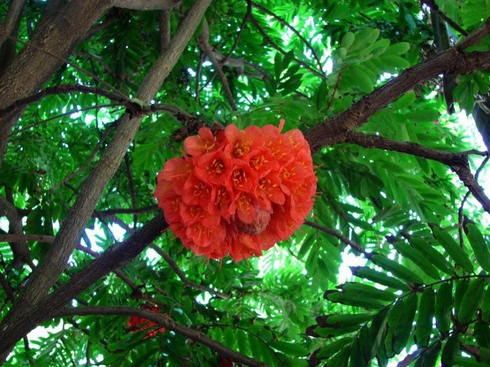 Brownea Hybrid - Brownea grandiceps × macrophylla - Brisbane Plant Nursery