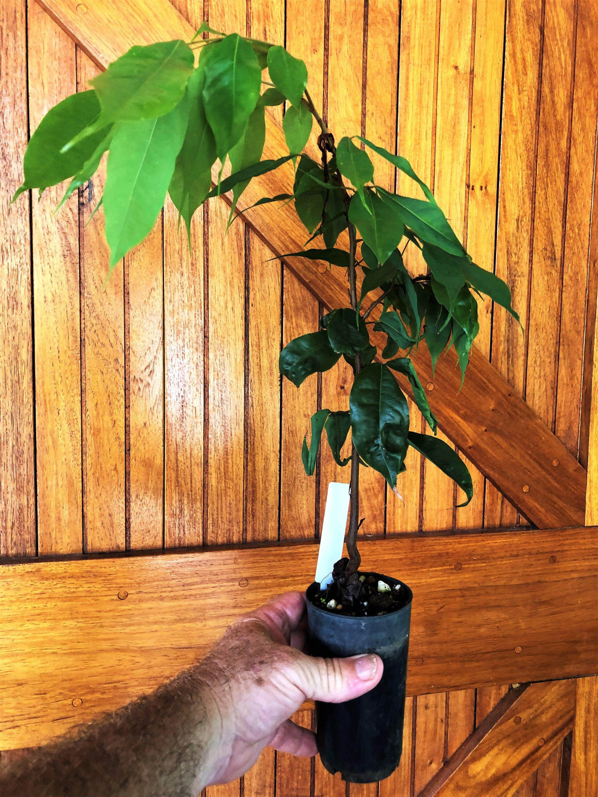 Brownea Hybrid - Brownea grandiceps × macrophylla - Brisbane Plant Nursery