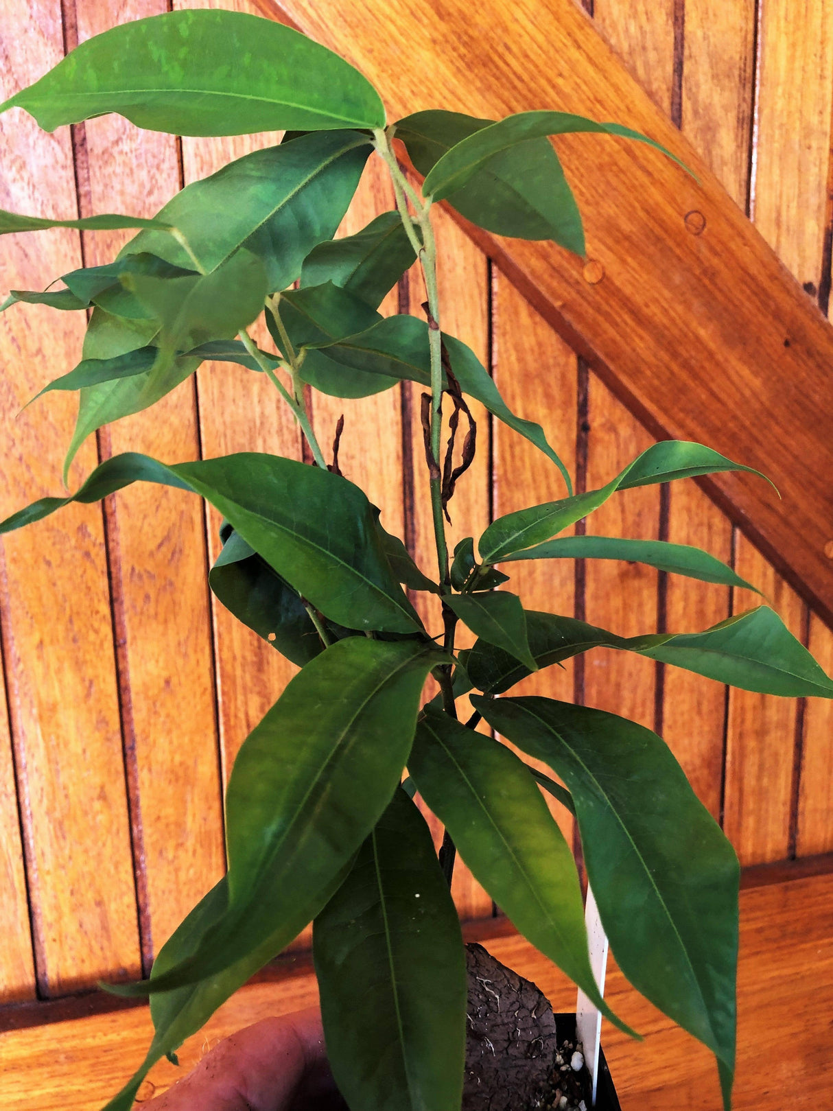 Brownea Hybrid - Brownea grandiceps × macrophylla - Brisbane Plant Nursery