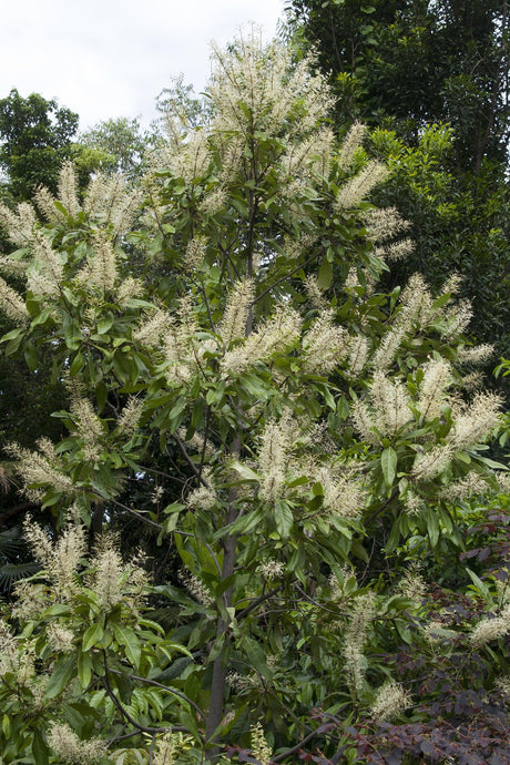 Ivory Curl Tree - Buckinghamia celsissima - Brisbane Plant Nursery