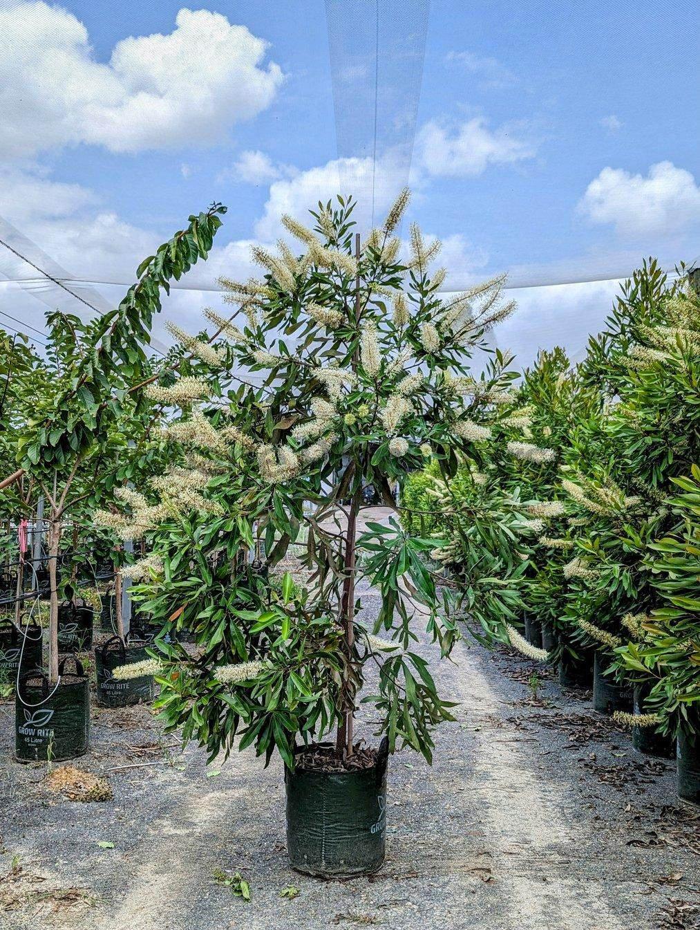 Ivory Curl Tree - Buckinghamia celsissima - Brisbane Plant Nursery