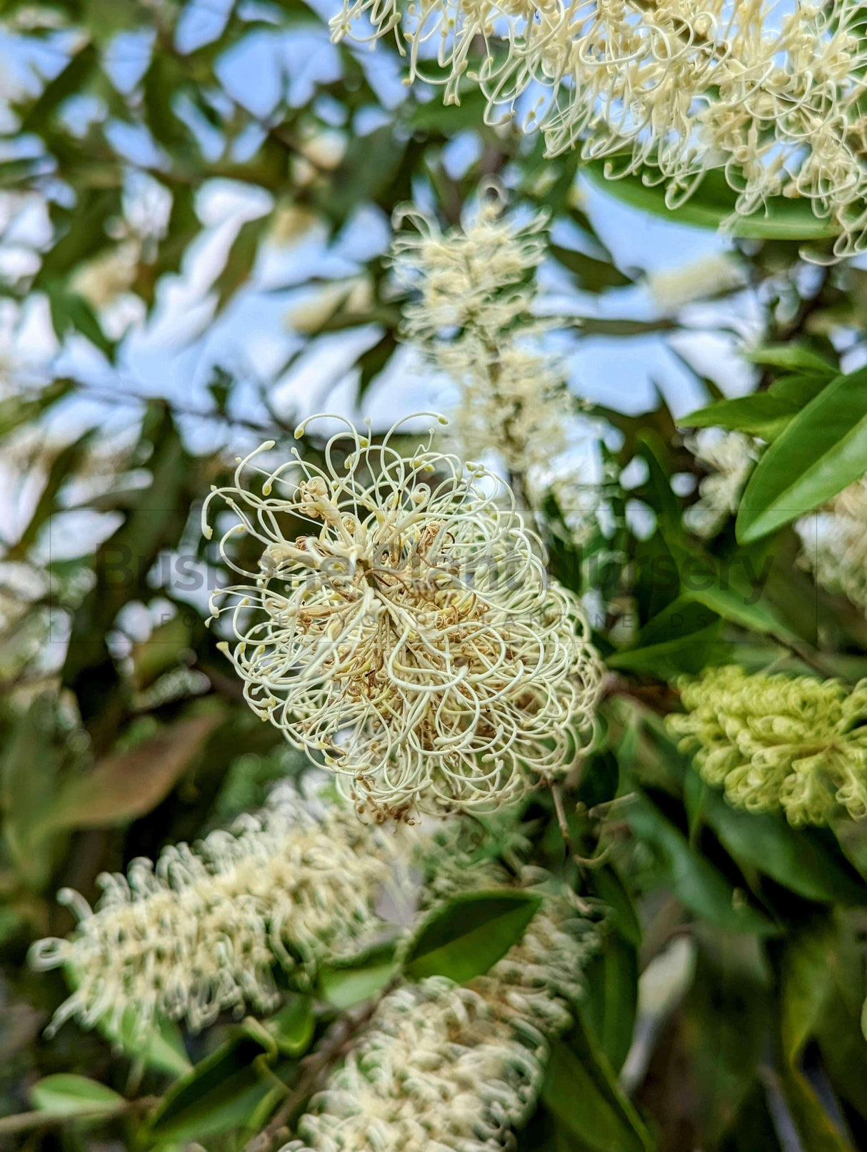 Ivory Curl Tree - Buckinghamia celsissima - Brisbane Plant Nursery