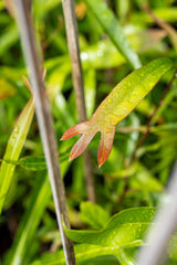 Ivory Curl Tree - Buckinghamia celsissima - Brisbane Plant Nursery