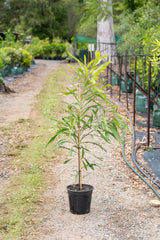 Ivory Curl Tree - Buckinghamia celsissima - Brisbane Plant Nursery