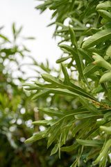 Ivory Curl Tree - Buckinghamia celsissima - Brisbane Plant Nursery