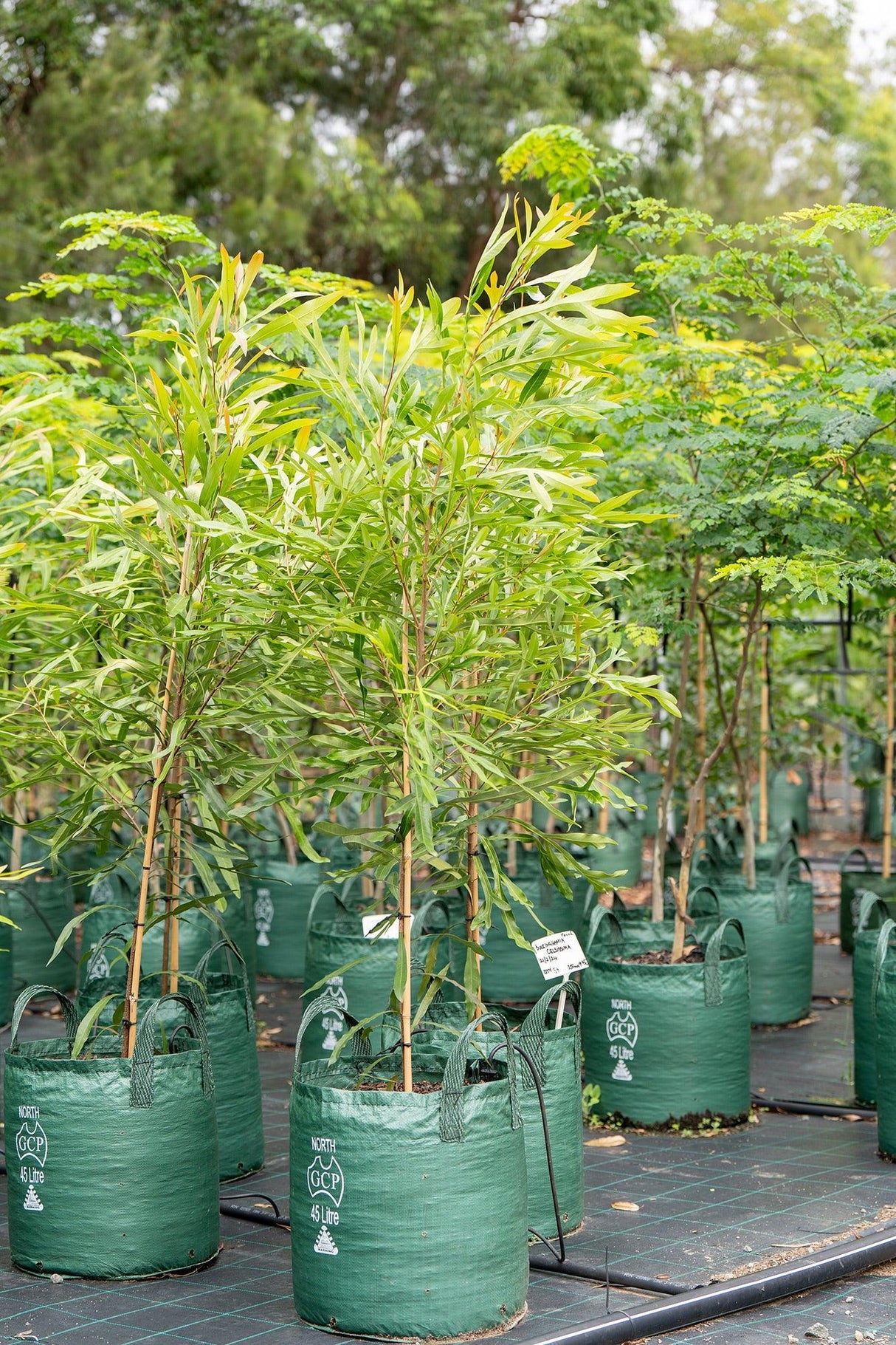 Ivory Curl Tree - Buckinghamia celsissima - Brisbane Plant Nursery