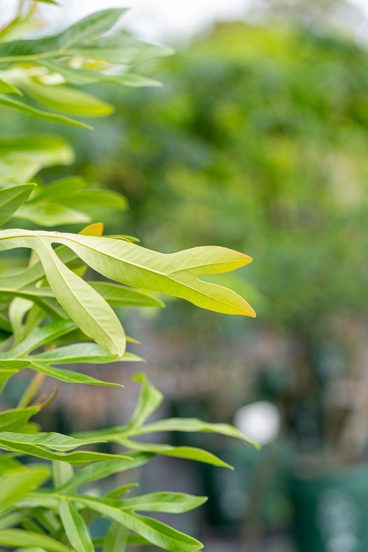 Ivory Curl Tree - Buckinghamia celsissima - Brisbane Plant Nursery