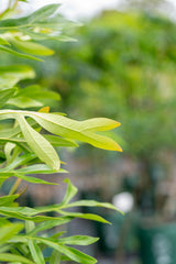 Ivory Curl Tree - Buckinghamia celsissima - Brisbane Plant Nursery