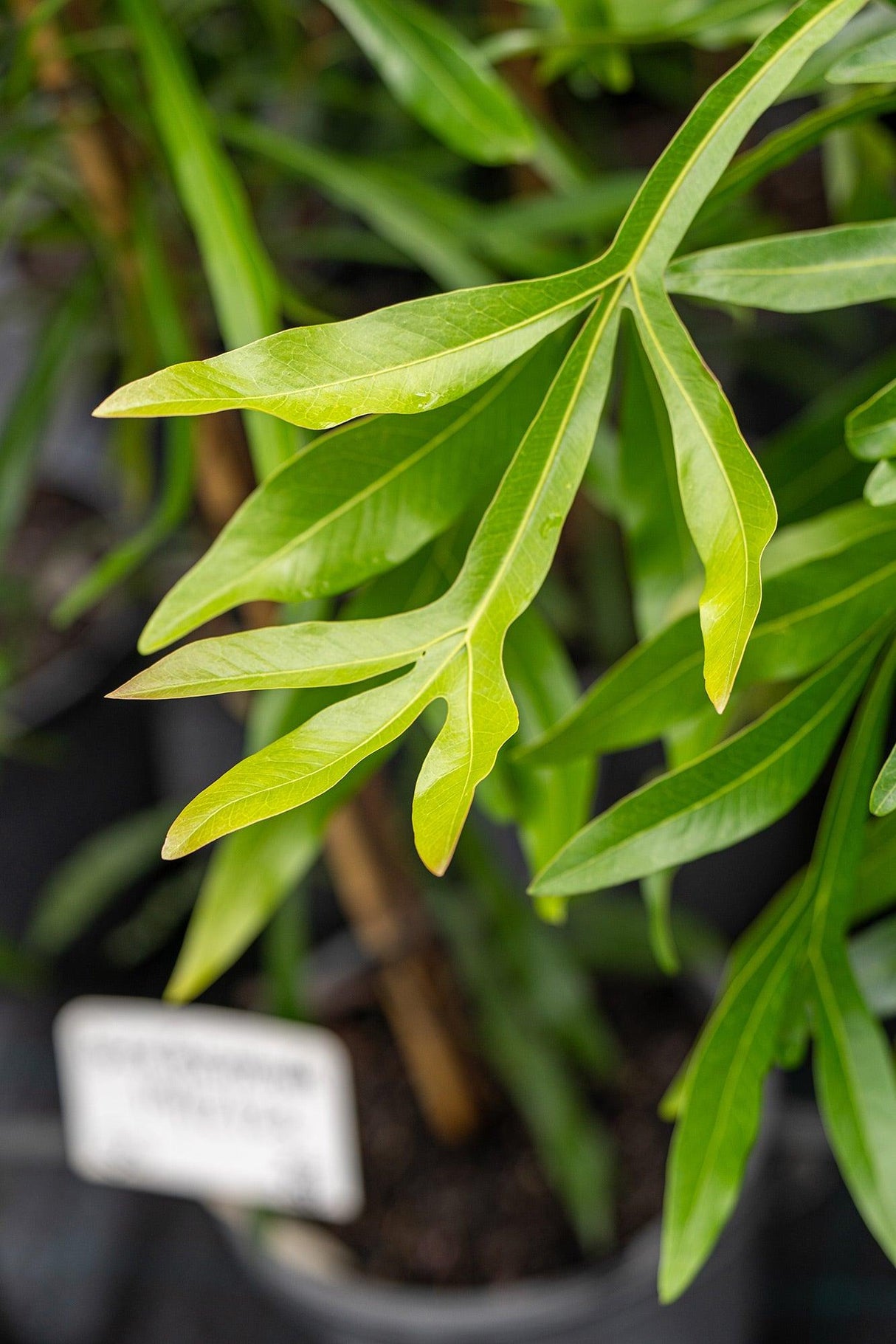 Ivory Curl Tree - Buckinghamia celsissima - Brisbane Plant Nursery