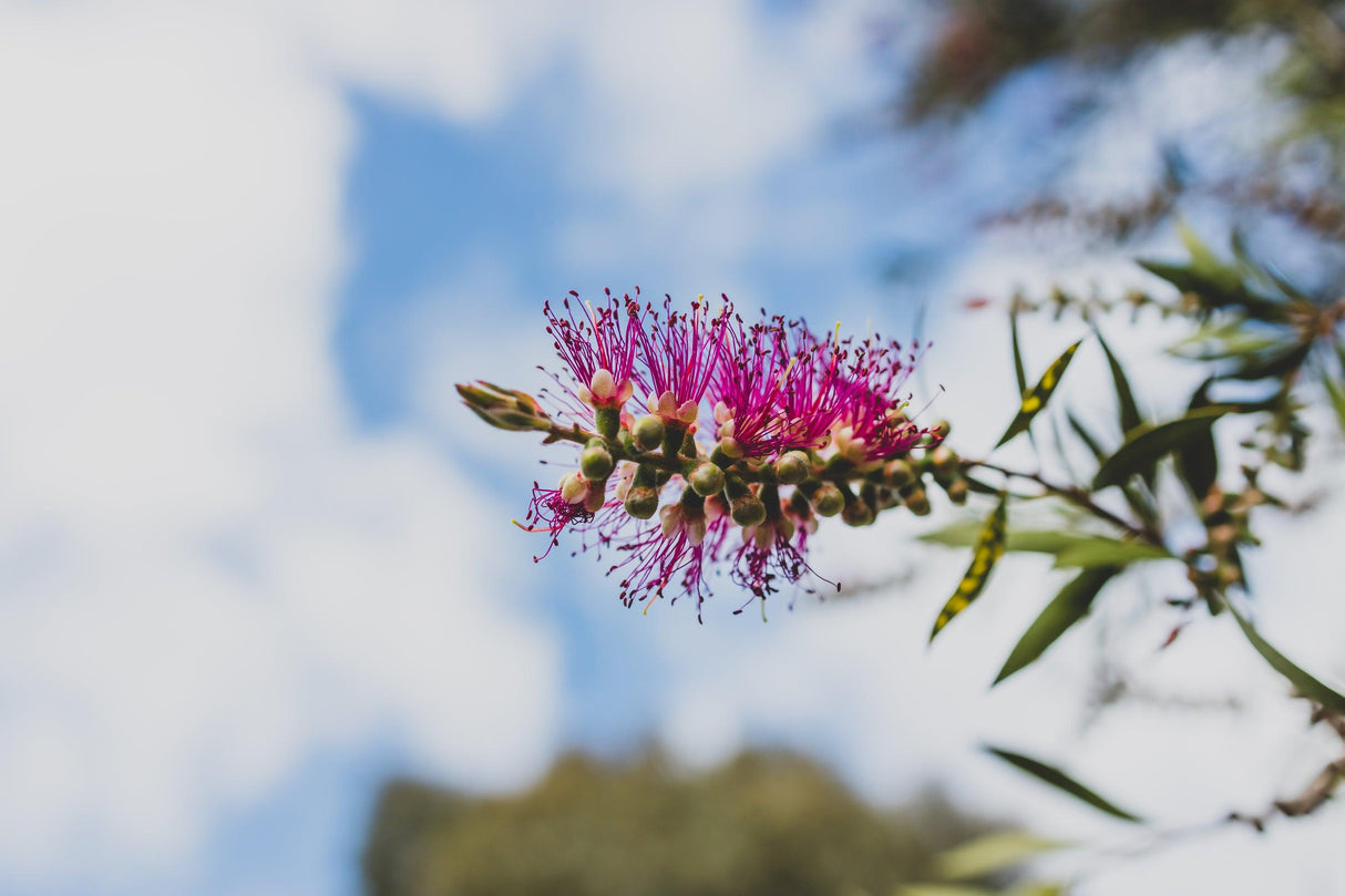 Burgundy Bottlebrush - Callistemon 'Burgundy' - Brisbane Plant Nursery