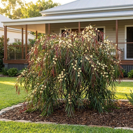 River Wattle (Acacia cognata)