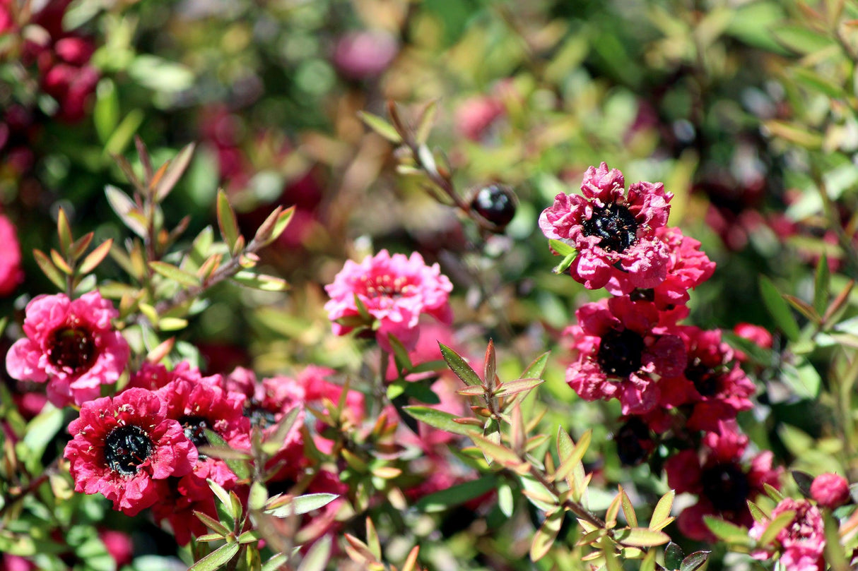 Burgundy Queen Tea Tree - Leptospermum scoparium 'Burgundy Queen' - Brisbane Plant Nursery