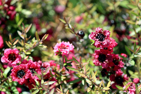 Burgundy Queen Tea Tree - Leptospermum scoparium 'Burgundy Queen' - Brisbane Plant Nursery