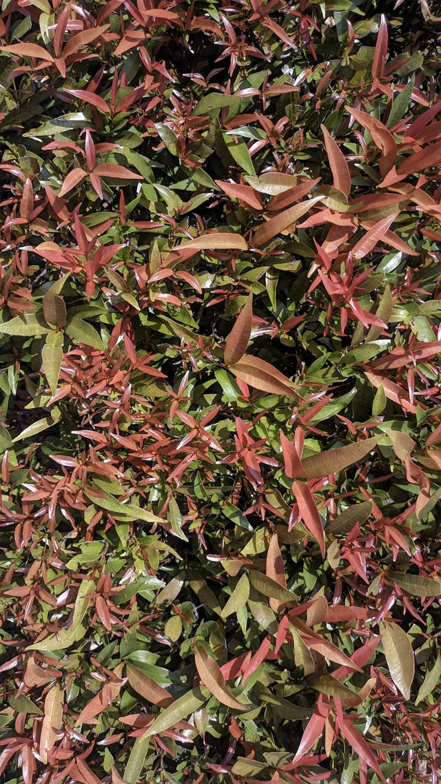 Burning Love Leucothoe - Leucothoe 'Burning Love' - Brisbane Plant Nursery