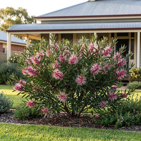 Burrendong Beauty Hakea