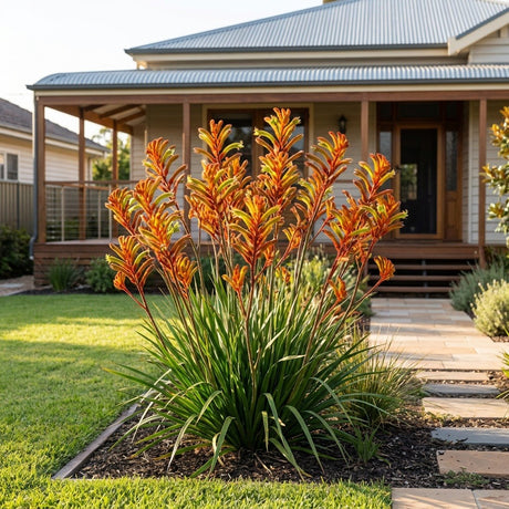 Kangaroo Paw (Anigozanthos hybrid)