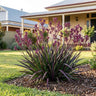 Bush Joker Kangaroo Paw