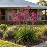 Bush Merlot Kangaroo Paw