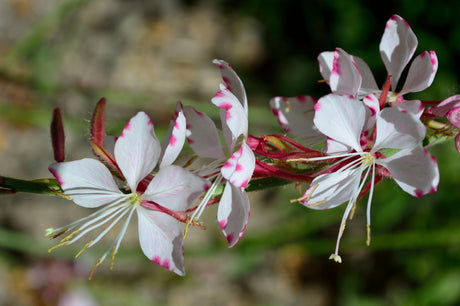 Butterfly Bush - Gaura lindheimeri - Brisbane Plant Nursery