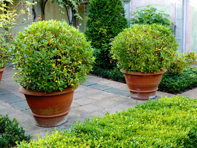 Japanese Box - Buxus microphylla Faulkner 'Dwarf' - Brisbane Plant Nursery