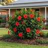 Cairo Red Hibiscus