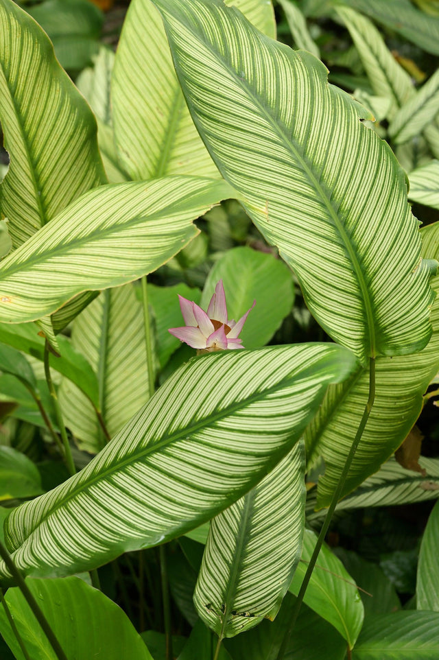 Pink Bicajoux Calathea - Calathea 'Bicajoux Pink' - Brisbane Plant Nursery