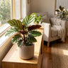 Calathea