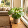 Calathea