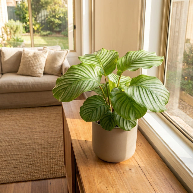 Calathea (Calathea orbifolia)