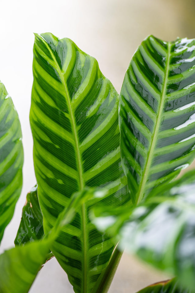 Zebra Plant - Calathea zebrina - Brisbane Plant Nursery