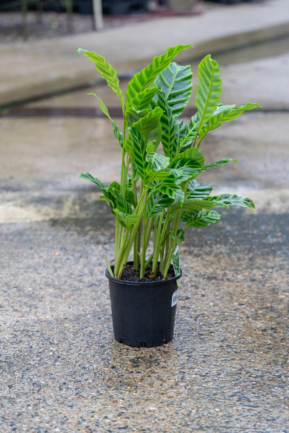 Zebra Plant - Calathea zebrina - Brisbane Plant Nursery