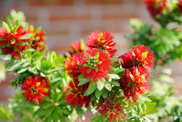 Eureka Bottlebrush - Callistemon 'Eureka' - Brisbane Plant Nursery