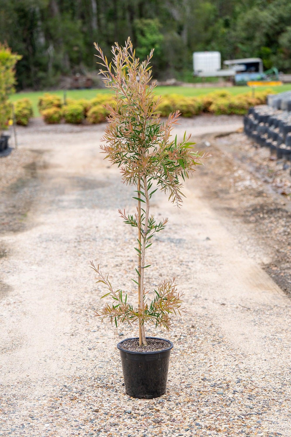 Eureka Bottlebrush - Callistemon 'Eureka' - Brisbane Plant Nursery