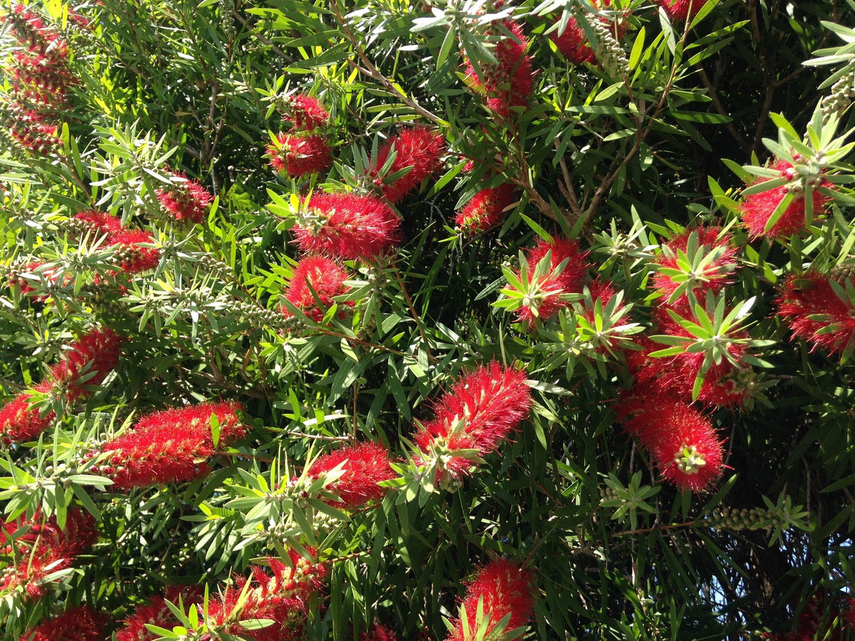 Hannah Ray Bottlebrush - Callistemon 'Hannah Ray' - Brisbane Plant Nursery