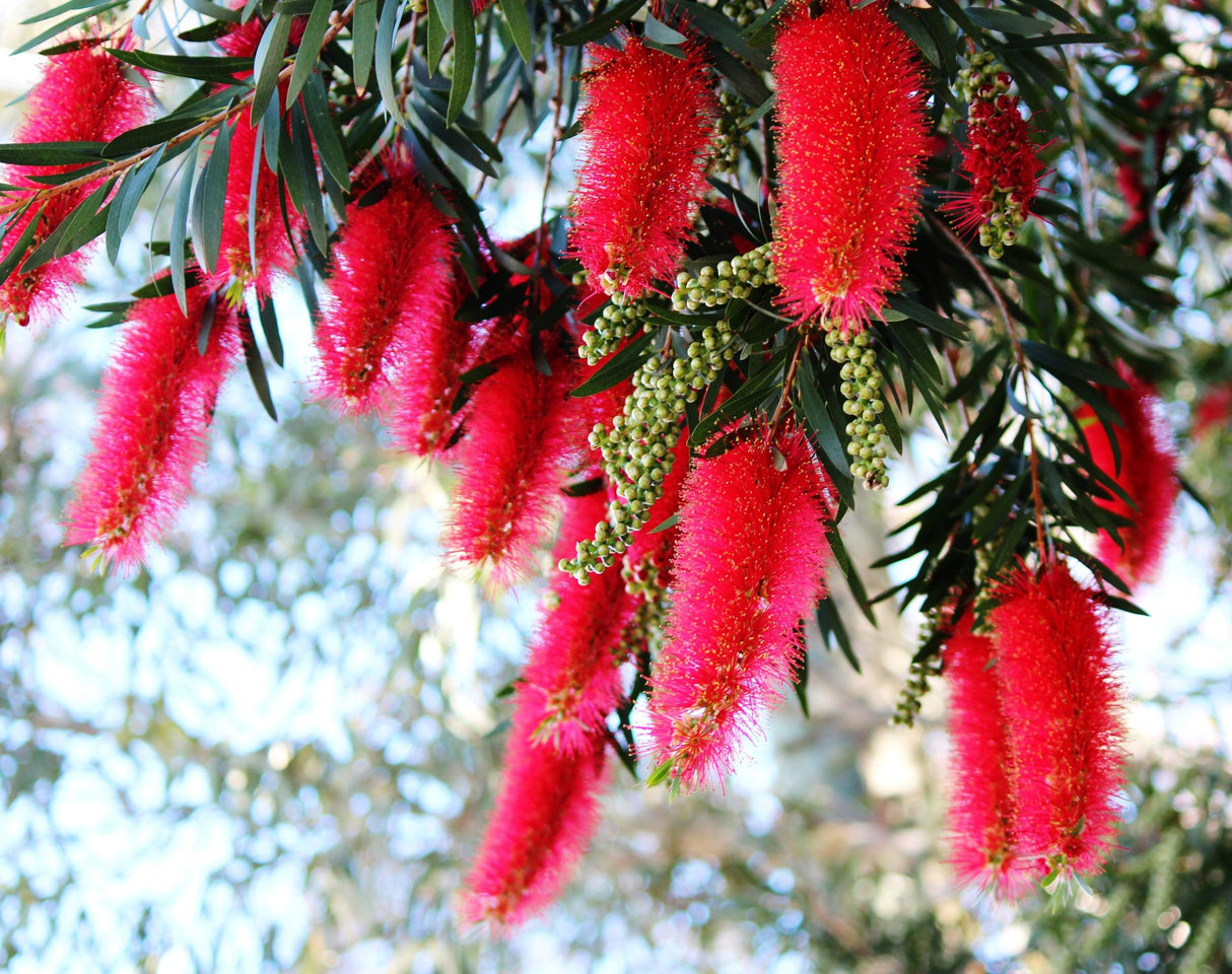 Kings Park Special Bottlebrush - Callistemon 'Kings Park Special' - Brisbane Plant Nursery