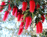 Kings Park Special Bottlebrush - Callistemon 'Kings Park Special' - Brisbane Plant Nursery