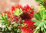 Little John Bottlebrush - Callistemon 'Little John' - Brisbane Plant Nursery