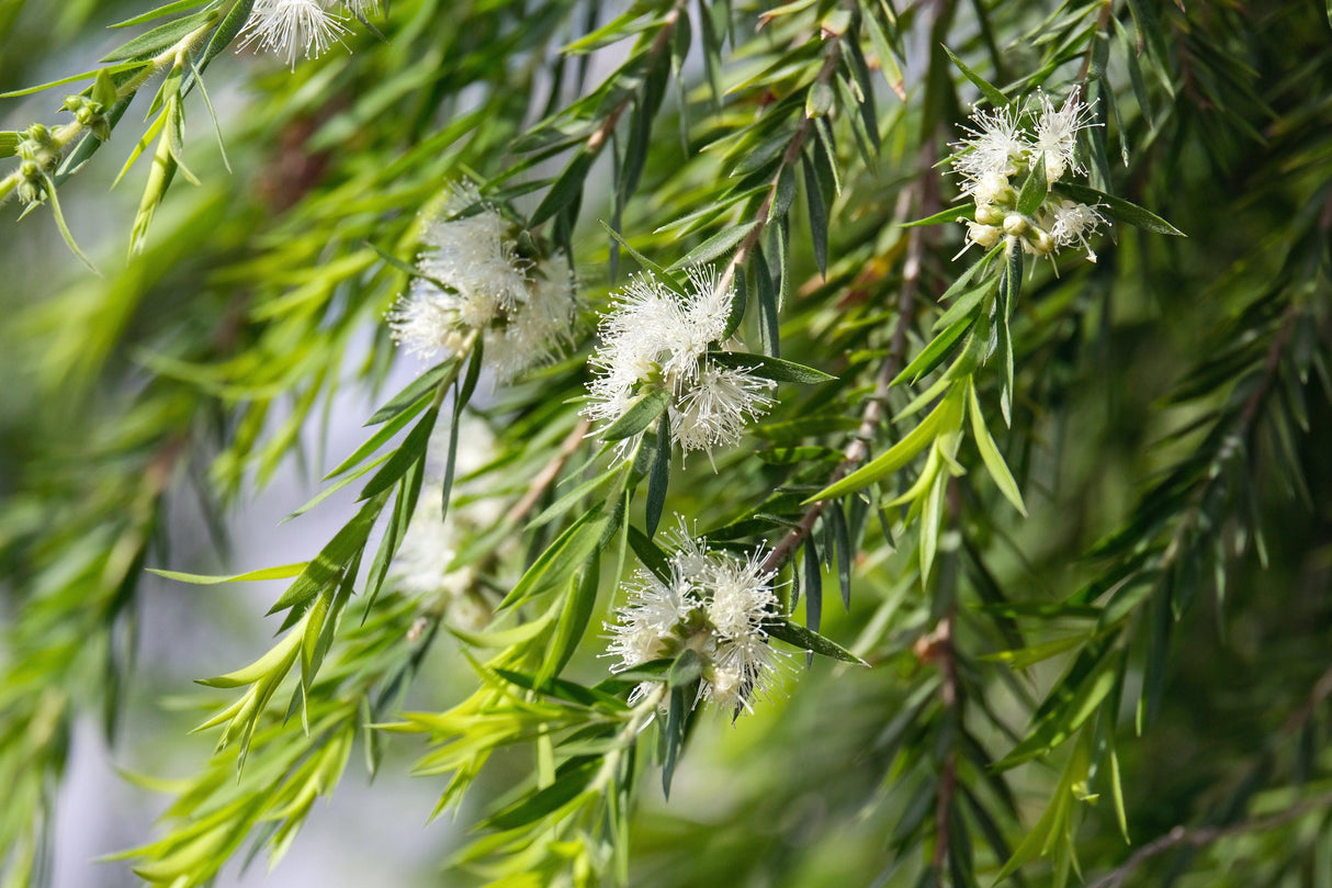 White Bottlebrush - Callistemon salignus - Brisbane Plant Nursery