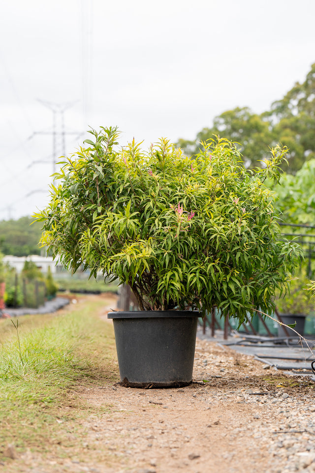 Great Balls of Fire Bottlebrush - Callistemon salignus 'Great Balls of Fire' - Brisbane Plant Nursery