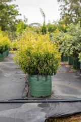 Great Balls of Fire Bottlebrush - Callistemon salignus 'Great Balls of Fire' - Brisbane Plant Nursery