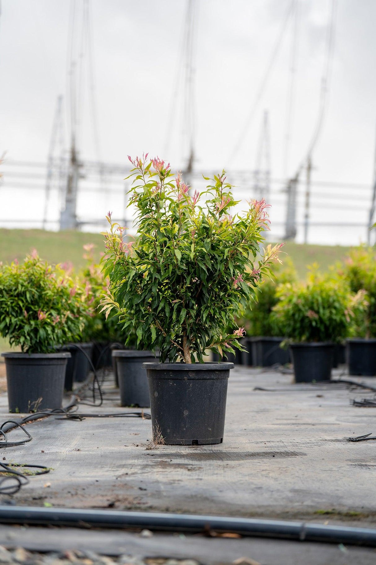 Great Balls of Fire Bottlebrush - Callistemon salignus 'Great Balls of Fire' - Brisbane Plant Nursery