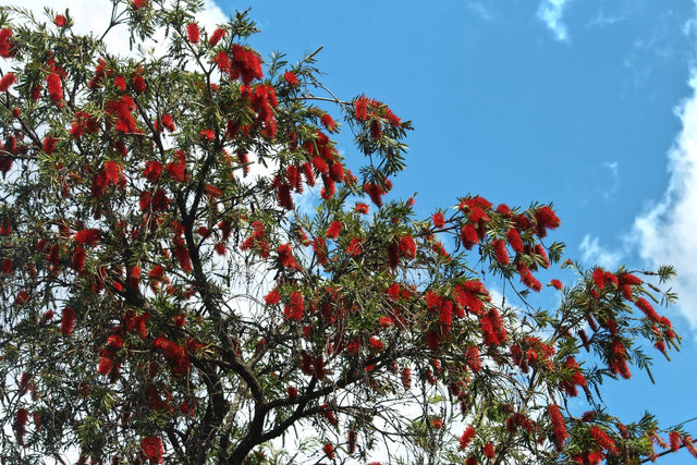 Captain Cook Bottlebrush - Callistemon viminalis 'Captain Cook' - Brisbane Plant Nursery